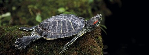 4 tipos de tortugas domésticas para tener en casa