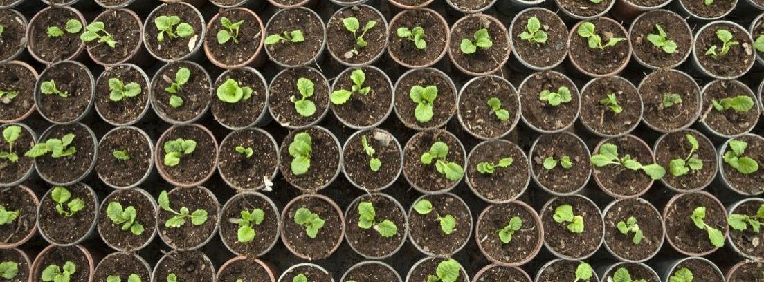 Abona tus plantas con productos caseros
