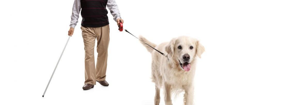 Adoptar un perro guía: una buena forma de ayudar a la ONCE