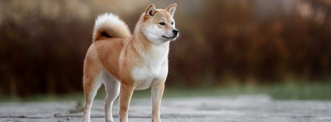 Akita Inu, perro monarca en Japón o raza peligrosa en España