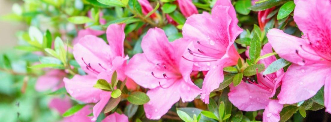 ¿Qué cuidados necesita una azalea?