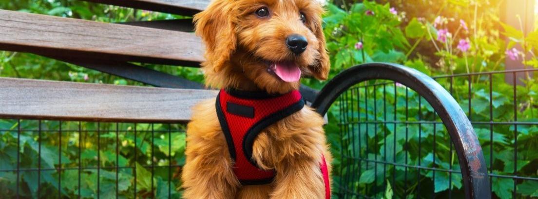 ¿Collar o arnés? Ventajas e inconvenientes de la sujeción para perros
