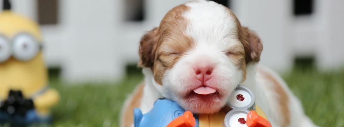 Cómo cuidar un cachorro destetado antes de tiempo