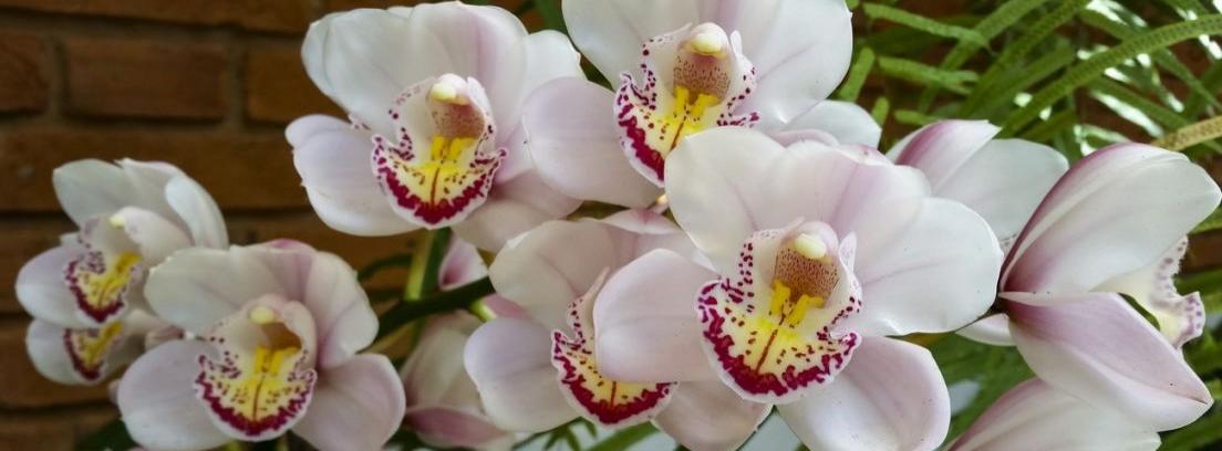 Cómo plantar una orquídea sobre una corteza de árbol