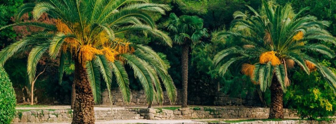 Cómo podar una palmera de jardín