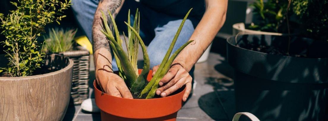 Cómo trasplantar el aloe vera