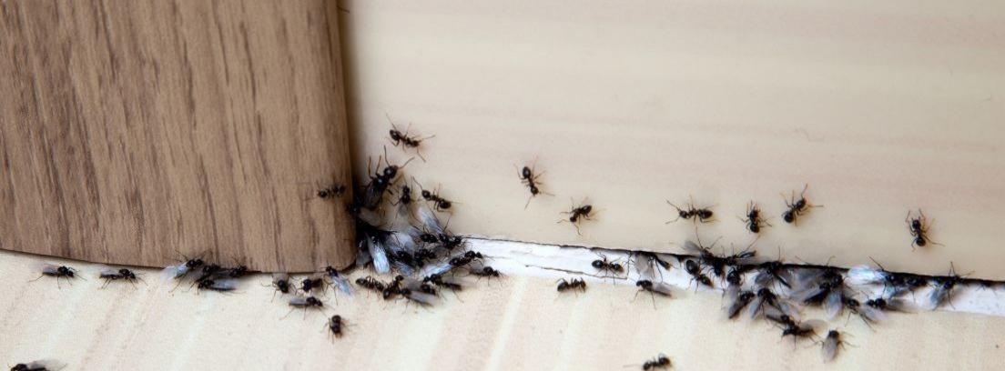 Los mejores remedios contra las hormigas en casa