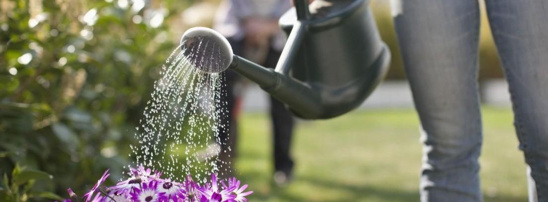 ¿Cuál es la mejor hora para regar las plantas?