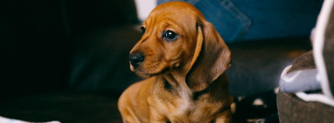 La llegada a casa de un cachorro cuando ya tienes otro perro
