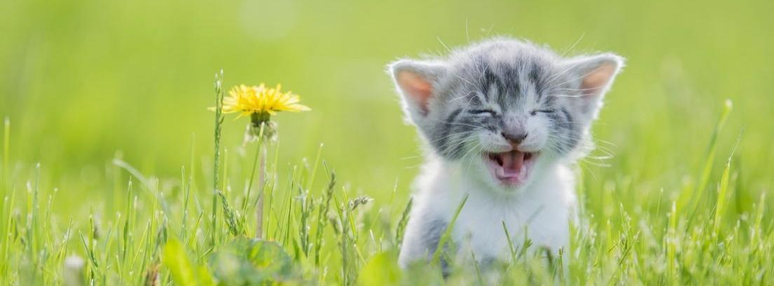 Los gastos de un gato en su primer año de vida
