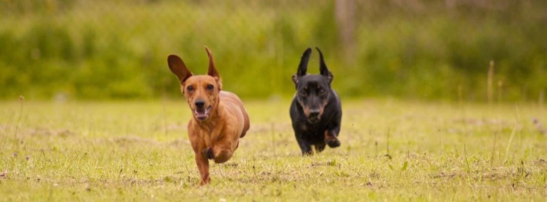 Los Teckel o perro salchicha