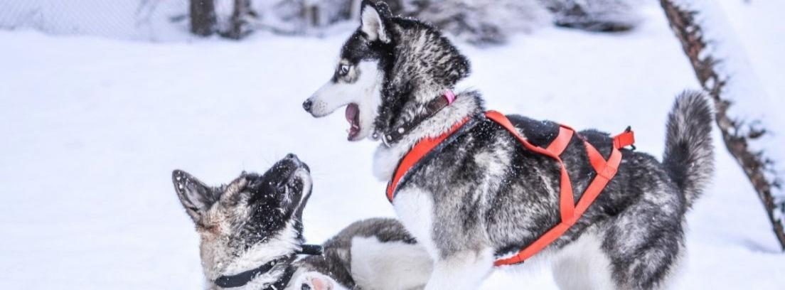 Cuánto dura el embarazo de un perro