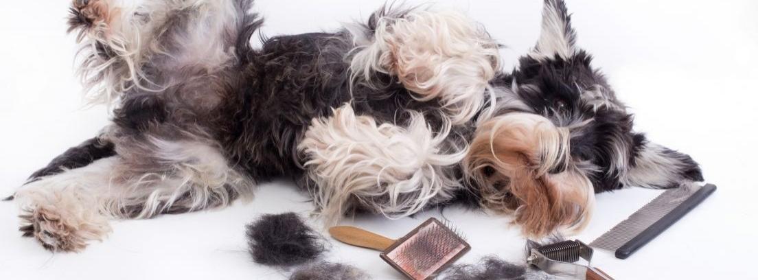 Motivos para no cortar el pelo al perro en verano
