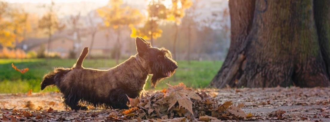 Por qué los perros marcan territorio con el pis