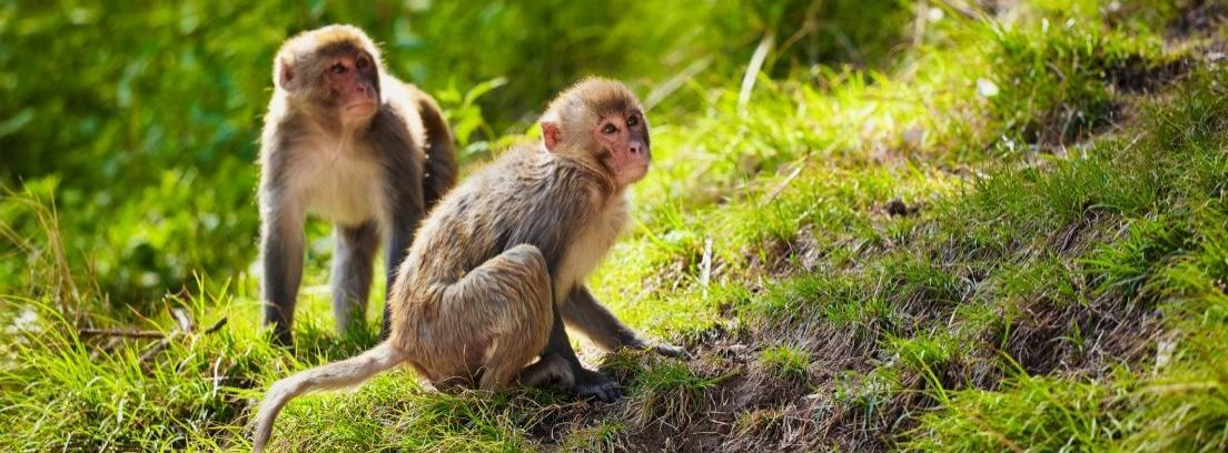 ¿Por qué no debemos tener a los monos como mascotas?