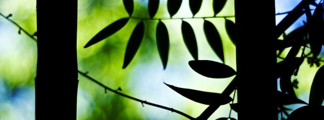 Significado de los colores en Feng Shui