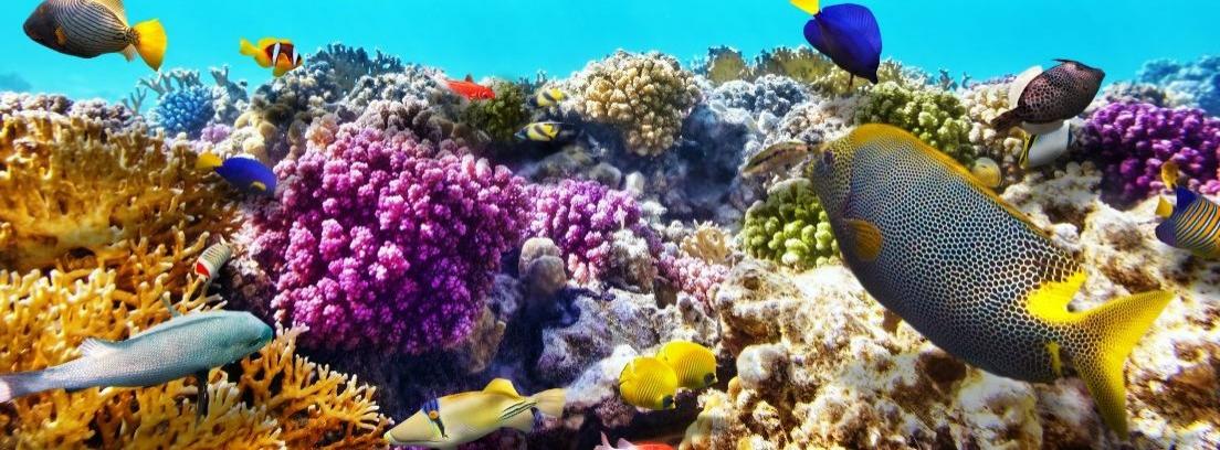 Tener un acuario de corales