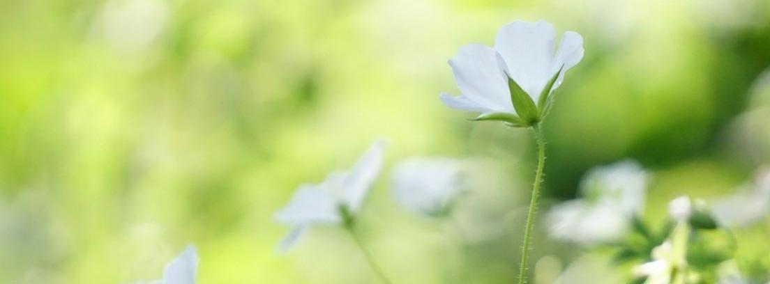 Tipos de flores según su forma