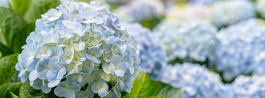 Tipos de hortensias y sus cuidados