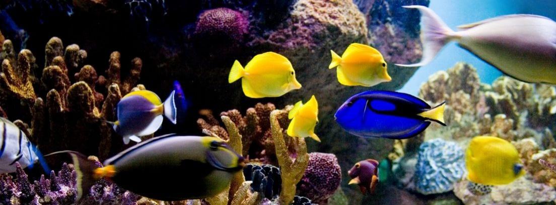 Tipos de peces tropicales para nuestro acuario