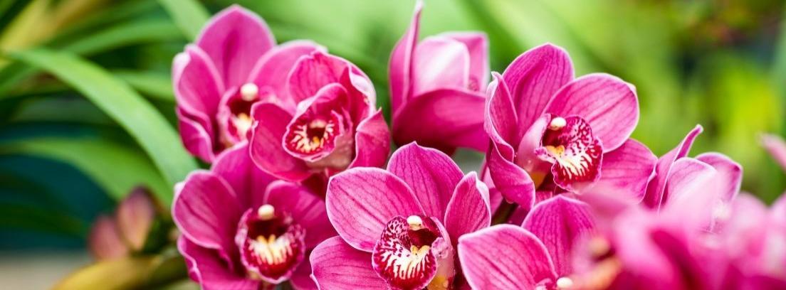 Tipos y cuidados de las orquídeas