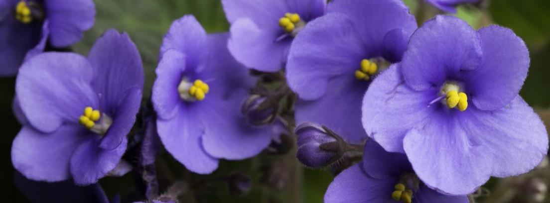 Violeta africana, luz y color para tu habitación