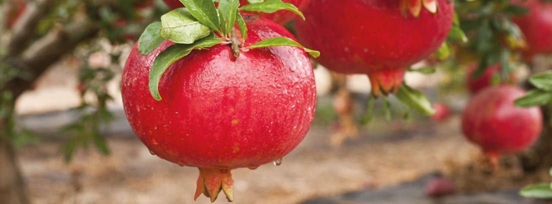 Cómo cultivar el árbol del granado