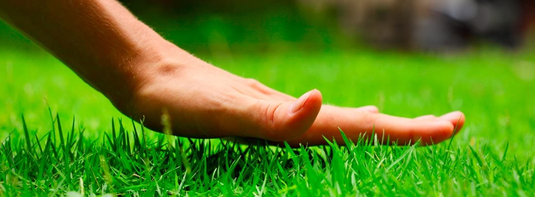 Tipos de césped: cuál es el más adecuado para mi jardín