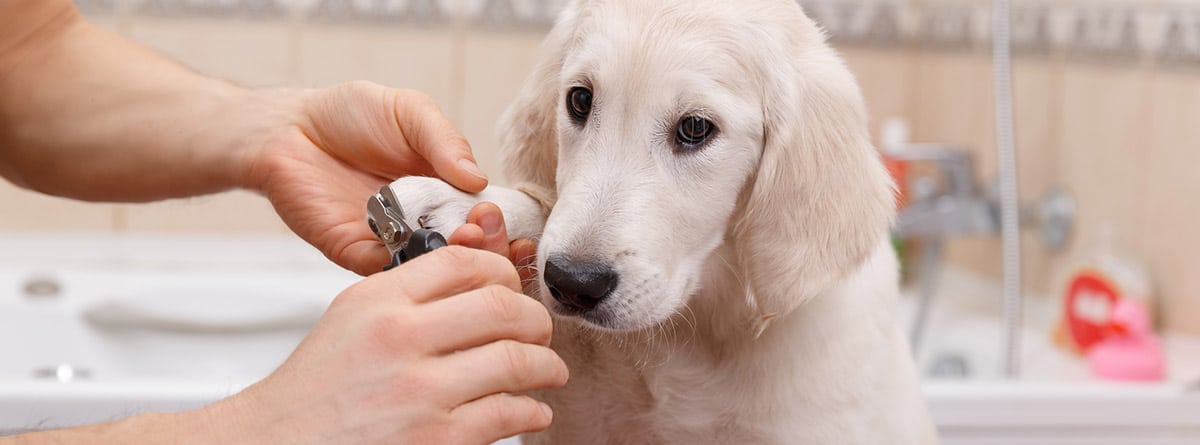 Cómo cortar las uñas a un perro