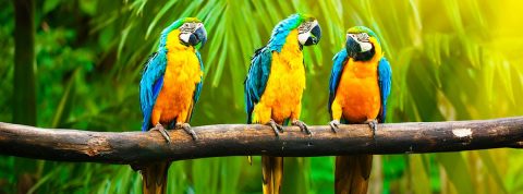 ¿Qué documentación necesitas para transportar aves exóticas?