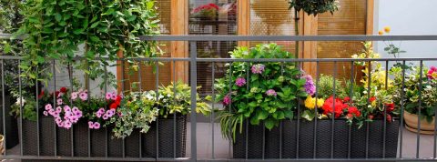 Mejores plantas para jardines o terrazas en Madrid