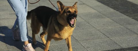 ¿Qué hacer si te muerde un perro?