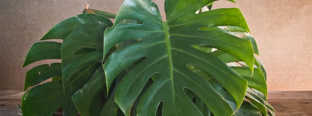 Recuperar una monstera con hojas amarillas canalHOGAR