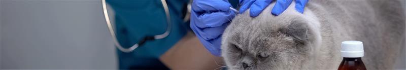 Garrapatas en gatos: cómo quitarlas y prevenirlas