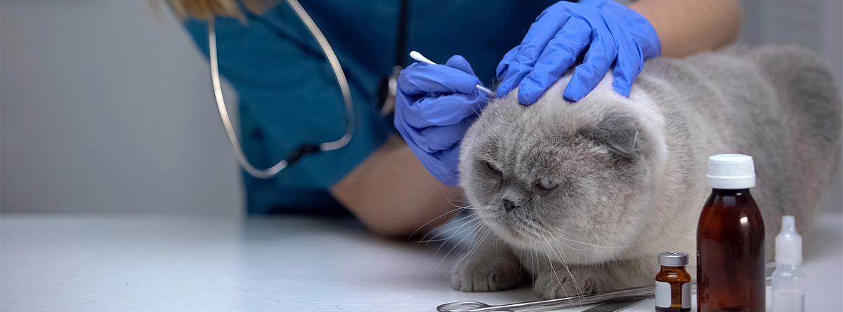 Garrapatas en gatos: cómo quitarlas y prevenirlas