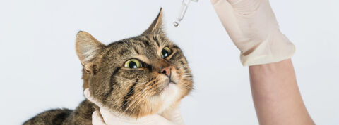 A mi gato le llora un ojo, ¿qué puede ser?