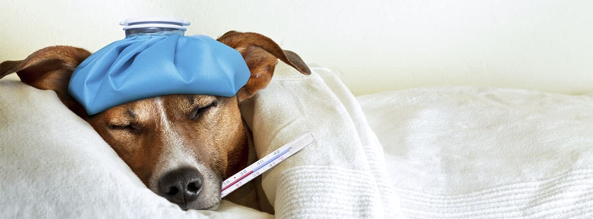 Perro de raza Jack Russel con termómetro en la boca