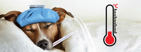 ¿Cómo se pone el termómetro a un perro?