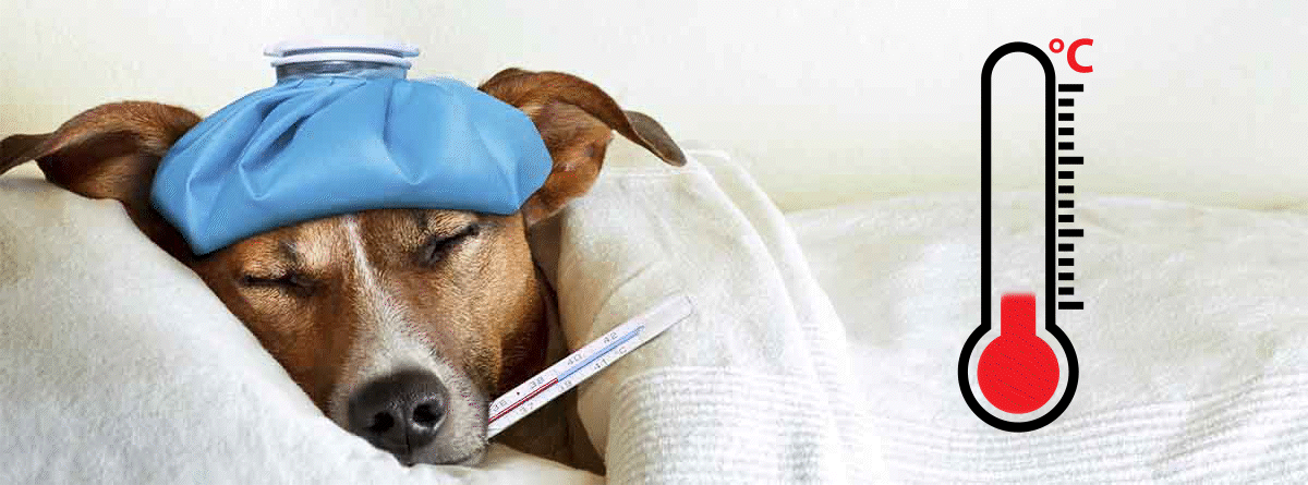 ¿Cómo se pone el termómetro a un perro?