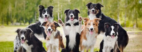 Border collie: características, tipos y más