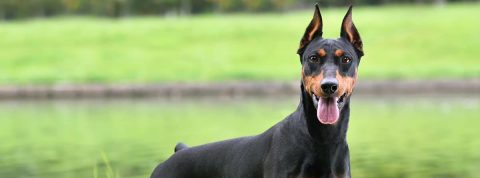 ¿Corte de orejas en perros? No, gracias