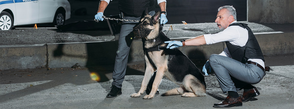 Perro policía de raza Pastor Alemán