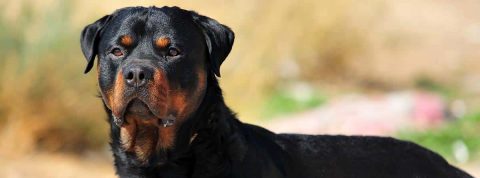 Poner un bozal al perro sin traumas