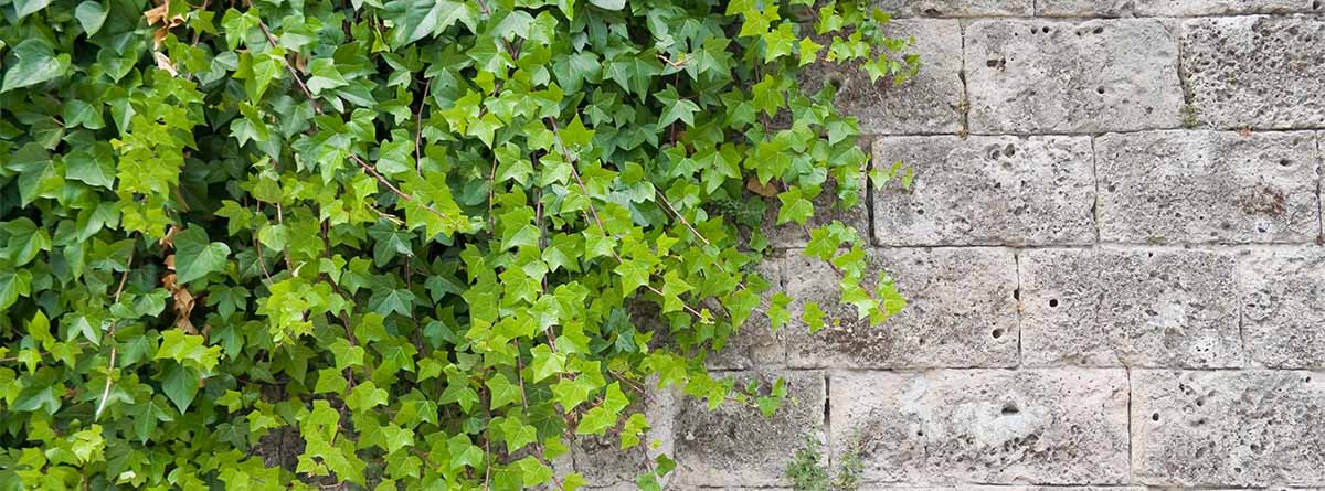 Desventajas de la hiedra en casa y daños