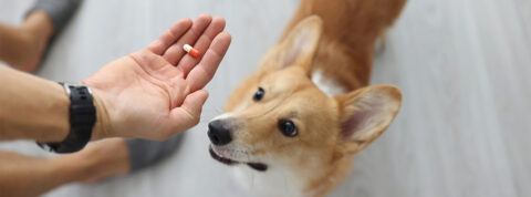 ¿Cómo dar medicina líquida a un perro cuando no quiere?