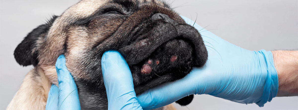 Lunares en perros: ¿Cuándo preocuparse?