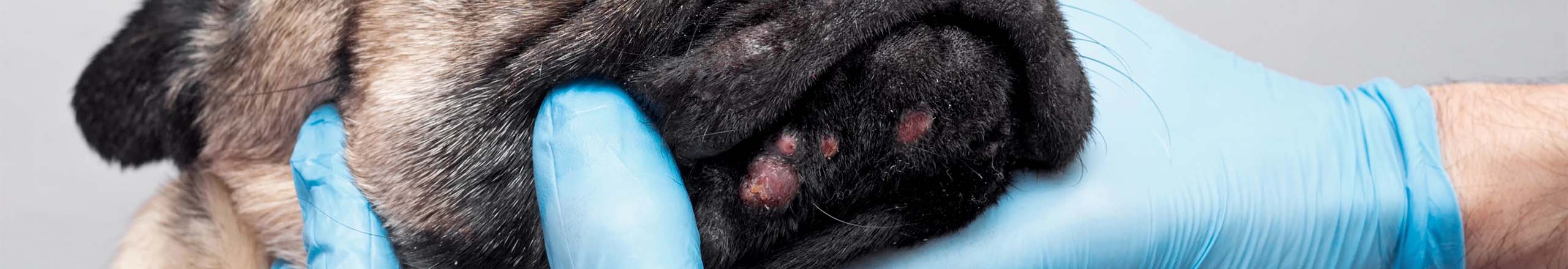 Lunares en perros: ¿Cuándo preocuparse?