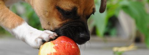 Bancos de alimentos para mascotas