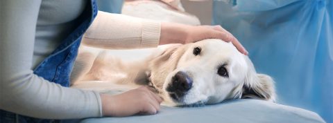 Qué son las hernias umbilicales en perros