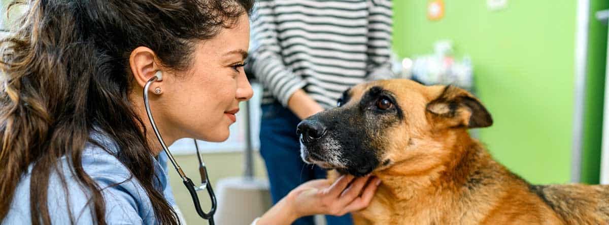 Pancreatitis en perros: ¿Se puede curar?